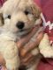 Aussie Doodles Puppies for sale in Pierson, MI 49339, USA. price: $1,200
