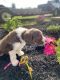 Aussie Doodles Puppies for sale in Fredonia, PA 16124, USA. price: NA