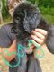 Aussie Doodles Puppies for sale in Marion, NC 28752, USA. price: NA