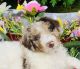 Aussie Doodles Puppies for sale in Oak Harbor, WA 98277, USA. price: $1,800