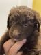 Aussie Doodles Puppies for sale in Lehigh Acres, FL, USA. price: NA
