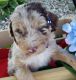 Aussie Doodles Puppies for sale in Evansville, WI 53536, USA. price: NA