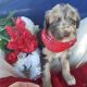 Aussie Doodles Puppies for sale in Evansville, WI 53536, USA. price: NA