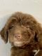 Aussie Doodles Puppies for sale in Lehigh Acres, FL, USA. price: $500