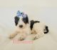 Aussie Doodles Puppies for sale in Yucaipa, CA, USA. price: $2,300