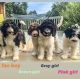 Aussie Doodles Puppies