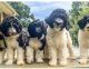 Aussie Doodles Puppies for sale in Lexington, NC, USA. price: $1,200