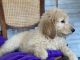 Aussie Doodles Puppies for sale in LaFollette, TN, USA. price: $400
