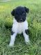 Aussie Doodles Puppies for sale in Thornville, OH 43076, USA. price: $500
