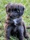 Aussie Doodles Puppies for sale in College Station, TX, USA. price: $1,500