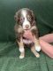Aussie Doodles Puppies for sale in Mobile County, AL, USA. price: $1,200