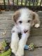 Aussie Doodles Puppies for sale in Parkers Prairie, MN 56361, USA. price: NA