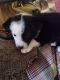 Aussie Doodles Puppies for sale in Cave City, AR 72521, USA. price: $50