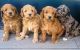 Aussie Doodles Puppies for sale in Spokane, WA, USA. price: NA