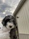 Aussie Doodles Puppies for sale in Danville, KY, USA. price: NA