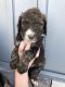Aussie Doodles Puppies for sale in Jerome, ID 83338, USA. price: $900