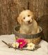 Aussie Doodles Puppies for sale in Gaffney, SC, USA. price: NA