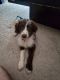 Aussie Doodles Puppies for sale in Hillsborough County, FL, USA. price: NA