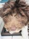 Aussie Doodles Puppies for sale in Marion, IL, USA. price: NA