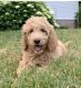Aussie Doodles Puppies for sale in Roanoke, VA, USA. price: NA