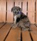 Aussie Doodles Puppies for sale in Cynthiana, KY 41031, USA. price: $450