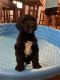 Aussie Doodles Puppies for sale in Humboldt, TN 38343, USA. price: $500