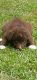 Aussie Doodles Puppies for sale in Mobile County, AL, USA. price: $600