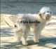 Aussie Doodles Puppies for sale in Ontario, CA, USA. price: $850