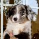 Aussie Doodles Puppies for sale in Louisburg, KS 66053, USA. price: $1,795