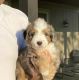 Aussie Doodles Puppies for sale in Louisburg, KS 66053, USA. price: NA