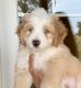 Aussie Doodles Puppies for sale in Louisburg, KS 66053, USA. price: $2,195
