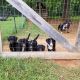 Aussie Doodles Puppies for sale in Landrum, SC 29356, USA. price: NA
