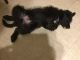 Aussie Doodles Puppies for sale in Bangor, ME 04401, USA. price: NA