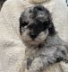 Aussie Doodles Puppies for sale in Oklahoma City, OK, USA. price: $2,000