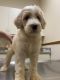 Aussie Doodles Puppies for sale in Ruskin, FL, USA. price: NA
