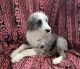 Aussie Doodles Puppies for sale in Ava, MO 65608, USA. price: NA