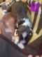 Aussie Doodles Puppies for sale in Quitman, TX 75783, USA. price: NA