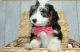 Aussie Doodles Puppies for sale in Strasburg, OH 44680, USA. price: NA