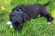 Aussie Doodles Puppies for sale in Crawford, NE 69339, USA. price: NA