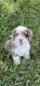 Aussie Doodles Puppies for sale in Naples, FL, USA. price: NA