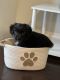 Aussie Doodles Puppies for sale in Chantilly, VA, USA. price: $950