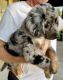 Aussie Doodles Puppies for sale in Louisburg, KS 66053, USA. price: $2,295