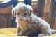Aussie Doodles Puppies for sale in Montgomery, AL, USA. price: NA