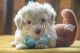 Aussie Doodles Puppies for sale in Montgomery, AL, USA. price: $1,500