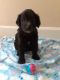 Aussie Doodles Puppies for sale in Vancouver, WA, USA. price: $650