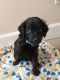 Aussie Doodles Puppies for sale in Vancouver, WA, USA. price: $750