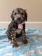 Aussie Doodles Puppies for sale in Vancouver, WA, USA. price: $1,200