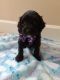 Aussie Doodles Puppies for sale in Vancouver, WA, USA. price: $1,500