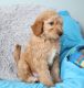 Aussie Doodles Puppies for sale in Louisville, KY 40216, USA. price: NA