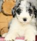 Aussie Doodles Puppies for sale in PT CANAVERAL, FL 32920, USA. price: NA